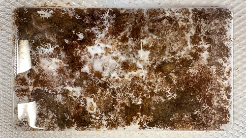 a photograph of an earth fiber tile with successfully grown mycelium