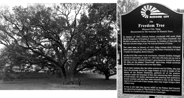 FIG. 1: Freedom Tree historical marker, December 28, 2018. The historical marker, located in front of the Freedom Tree in Missouri City, Texas, explains the significance of the tree to Fort Bend County history. While the marker celebrates the announcement of emancipation, it centers the benevolence of plantation owners. Photographs by the author.