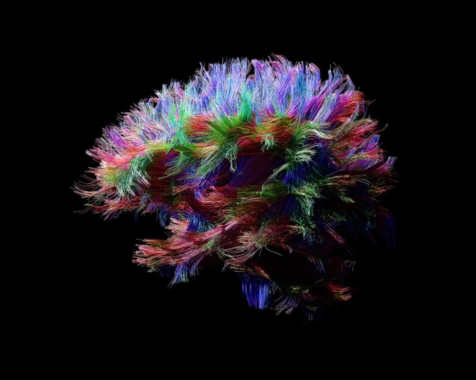The Synapse